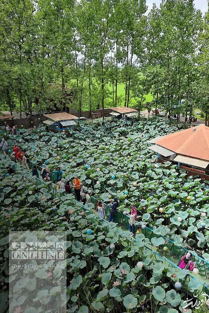 خانه درختی که دل گردشگران گیلان را می برد - علاقه مندان کارتون خانواده دکتر ارنست بخوانند - نیلوفرانه در باد پیچیده تاب خورده!